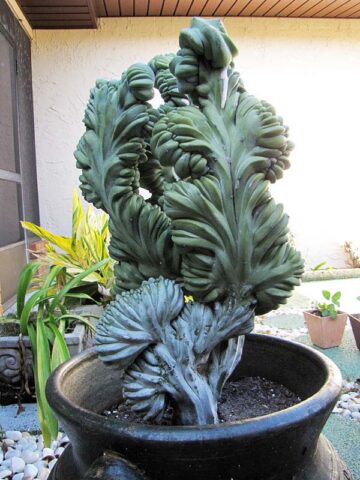 Alternative view of Lg. Myrtillocactus Geometrizans Blue Crest Cactus