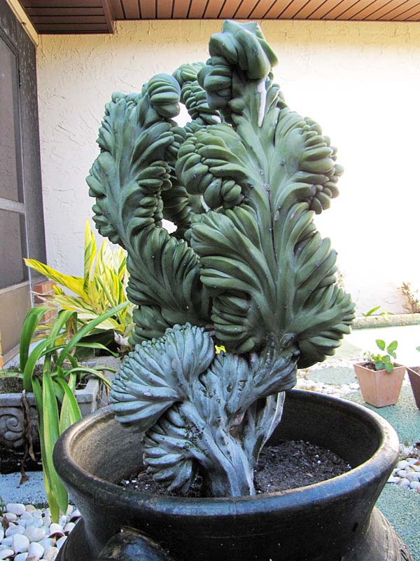 Lg. Myrtillocactus Geometrizans Blue Crest Cactus - Image 2