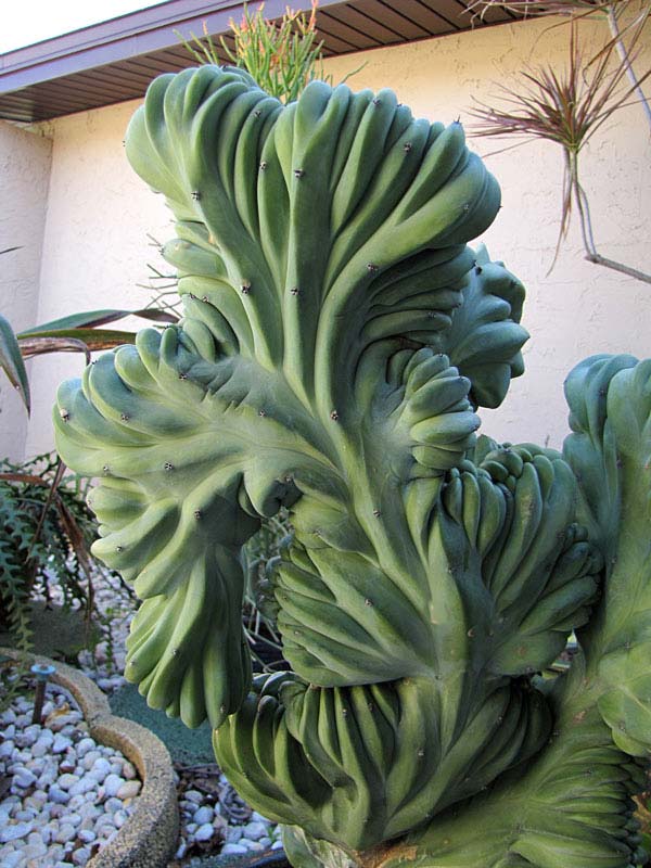 Lg. Myrtillocactus Geometrizans Blue Crest Cactus