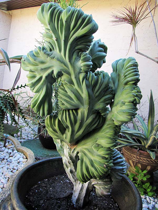 Lg. Myrtillocactus Geometrizans Blue Crest Cactus - Image 4