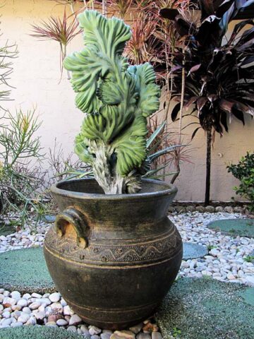 Lg. Myrtillocactus Geometrizans Blue Crest Cactus - Image 3