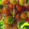 Lg. Indonesian Rambutan Tree (nephelium lappaceum)