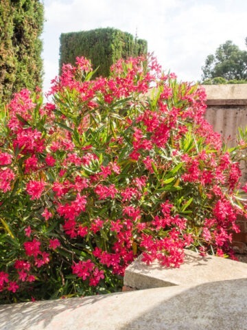 Lipstick Red Oleander Plant (nerium oleander)