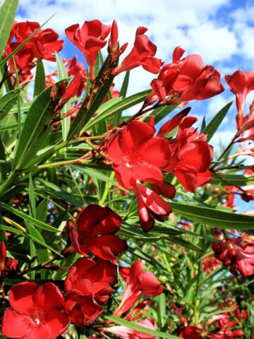 Alternative view of Lipstick Red Oleander Plant (nerium oleander)