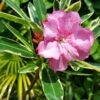 Lg. Variegated Pink Oleander Plant (nerium oleander)