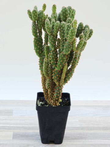 Purple Cinnamon Pad Cactus Plant (opuntia baby)
