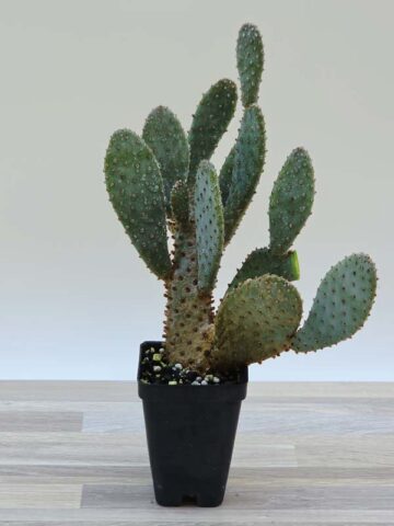 Giant Beaver Tail Pad Cactus Plant (opuntia basilaris) - Image 3