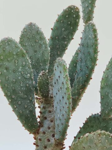 Giant Beaver Tail Pad Cactus Plant (opuntia basilaris) - Image 4