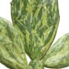 Tricolor Prickly Pear Pad Cactus Plant (opuntia ochenillifera)