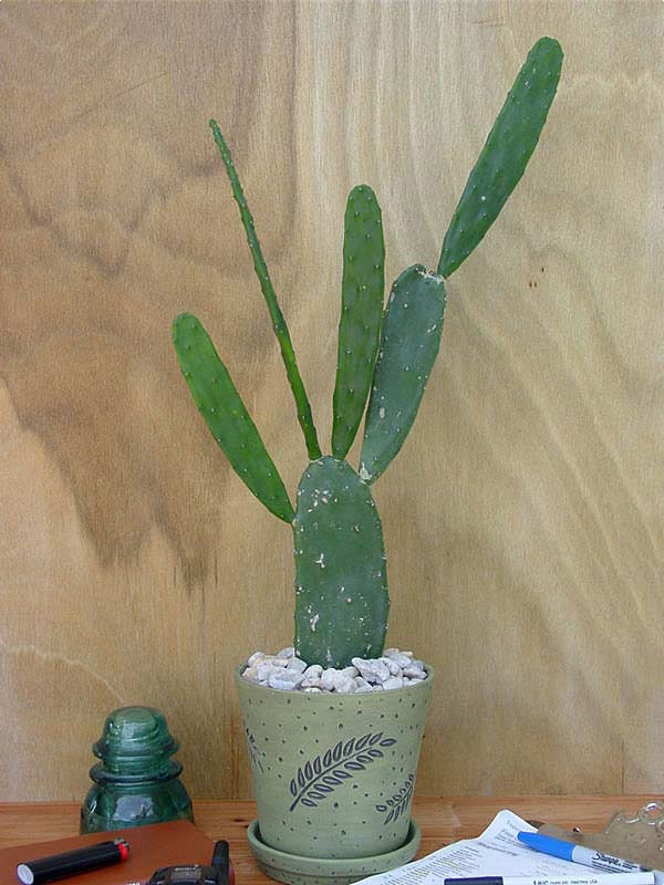 Lg. Thornless Slim Jim Pad Cactus Plant (opuntia cochenillifera) - Image 9