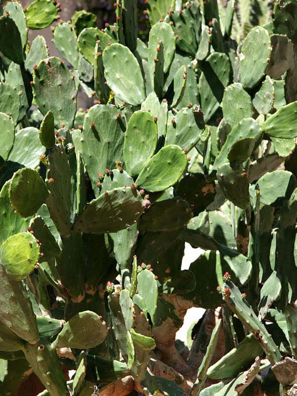 Lg. Thornless Slim Jim Pad Cactus Plant (opuntia cochenillifera) - Image 8
