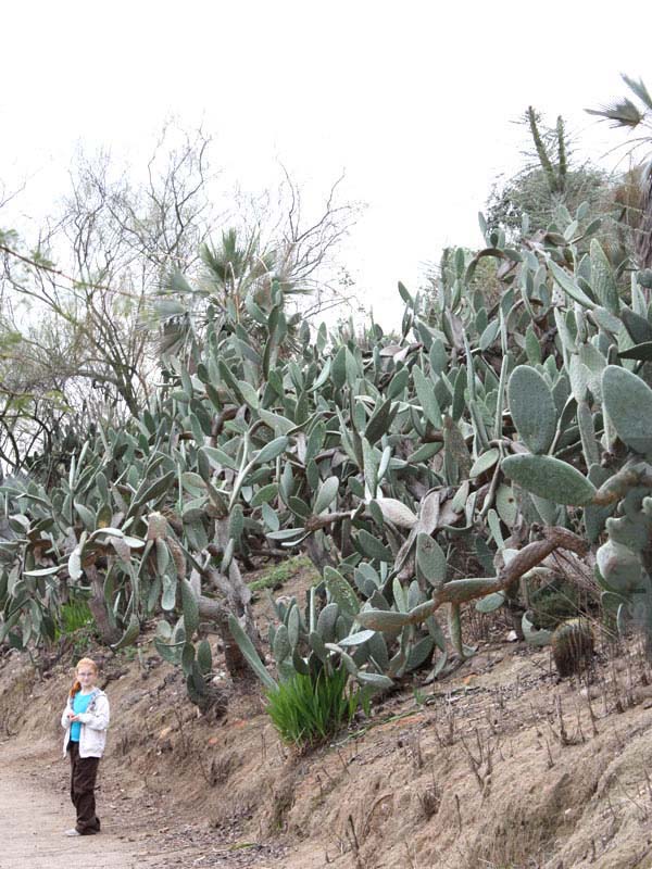 Lg. Heavy Producer Indian Fig Pad Cactus Plant (opuntia ficus indica) - Image 2