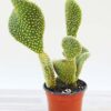 Lg. Beautiful Golden Swirl Pad Cactus Plant (opuntia microdasys monstrose)