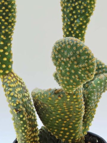 Lg. Beautiful Golden Swirl Pad Cactus Plant (opuntia microdasys monstrose) - Image 3