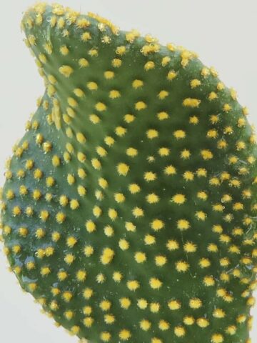 Lg. Beautiful Golden Swirl Pad Cactus Plant (opuntia microdasys monstrose) - Image 4