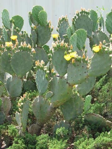 Alternative view of Lg. Giant Old Mexico Cactus Plant Grows 12 Inch Plus Pads (opuntia gomei mex)