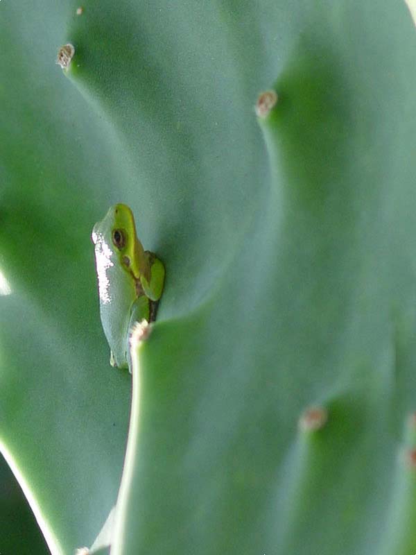 Lg. Giant Old Mexico Cactus Plant Grows 12 Inch Plus Pads (opuntia gomei mex) - Image 3