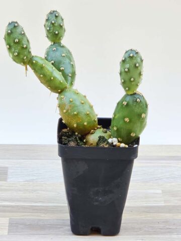 Cylindrical Super Tiny Flowering Cactus Plant (opuntia fragilis)