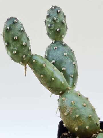 Alternative view of Cylindrical Super Tiny Flowering Cactus Plant (opuntia fragilis)