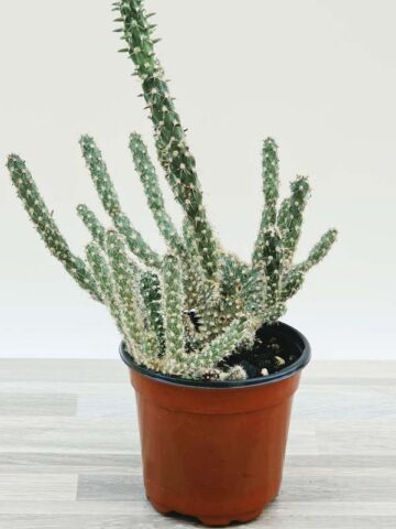 Alternative view of Speckled Beaver Tail Cactus Plant (opuntia parryi serpentina cristata)