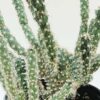 Speckled Beaver Tail Cactus Plant (opuntia parryi serpentina cristata)