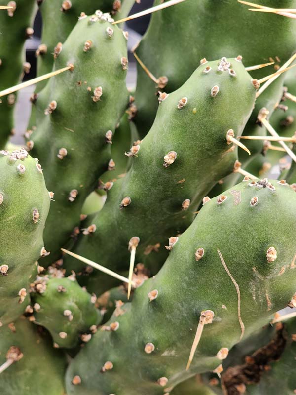 Lg. Wicked Wild West Pad Cactus Plant (opuntia quimilo sp) - Image 3