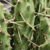 Lg. Wicked Wild West Pad Cactus Plant (opuntia quimilo sp)