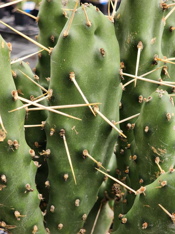 Lg. Wicked Wild West Pad Cactus Plant (opuntia quimilo sp)