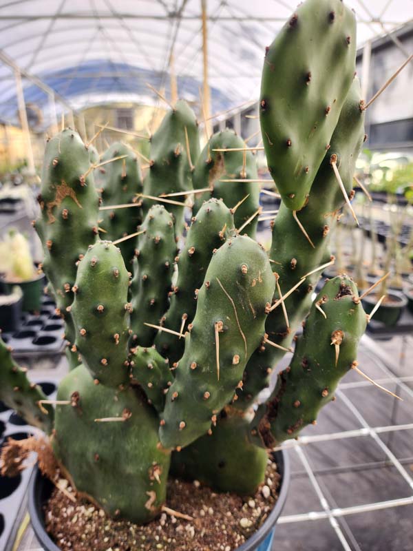 Lg. Wicked Wild West Pad Cactus Plant (opuntia quimilo sp) - Image 4