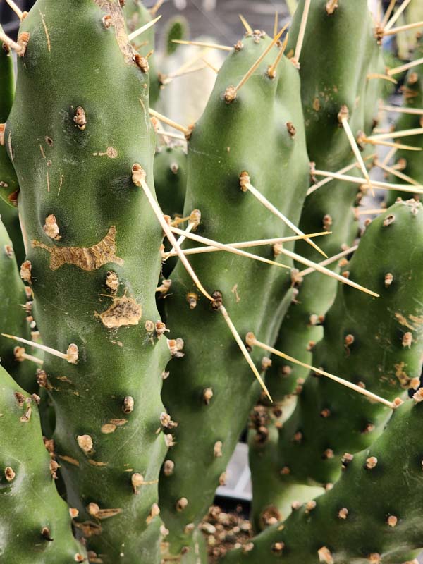 Lg. Wicked Wild West Pad Cactus Plant (opuntia quimilo sp) - Image 2