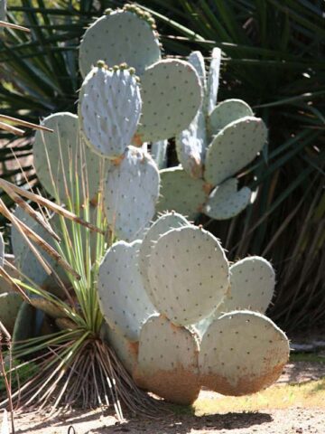 Lg. Giant Blue Moon Pad Cactus Plant (opuntia robusta)
