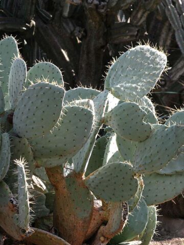 Alternative view of Lg. Giant Blue Moon Pad Cactus Plant (opuntia robusta)