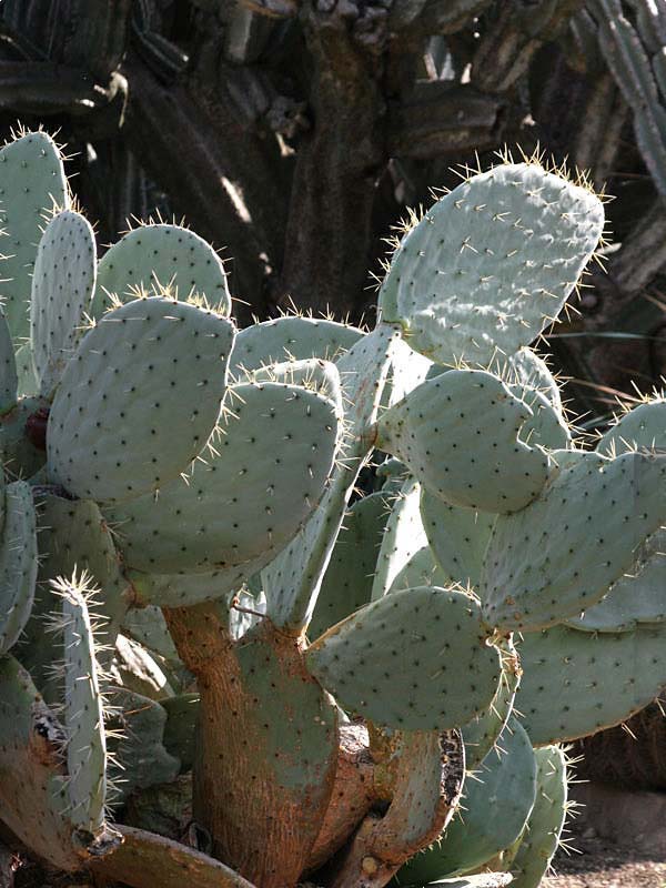 Lg. Giant Blue Moon Pad Cactus Plant (opuntia robusta) - Image 2