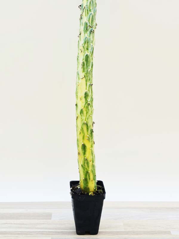 Cylindrical Long Leaf Variegated Cactus Plant (opuntia subulata variegata)