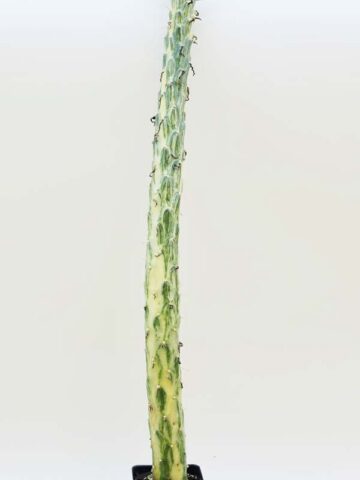 Alternative view of Cylindrical Long Leaf Variegated Cactus Plant (opuntia subulata variegata)