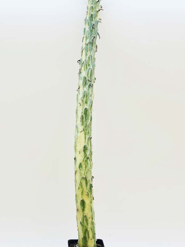 Cylindrical Long Leaf Variegated Cactus Plant (opuntia subulata variegata) - Image 2