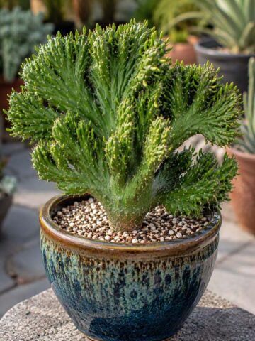 Lg. Fast Growing Crested Sea Anemone Cactus Plant (opuntia subulata)