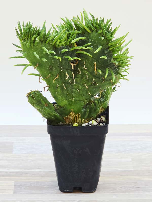 Lg. Fast Growing Crested Sea Anemone Cactus Plant (opuntia subulata) - Image 3