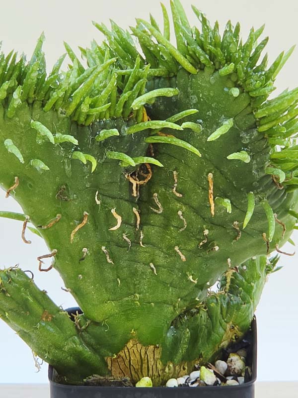 Lg. Fast Growing Crested Sea Anemone Cactus Plant (opuntia subulata) - Image 2