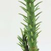 Upright Sea Anemone Cactus Plant (opuntia subulata)