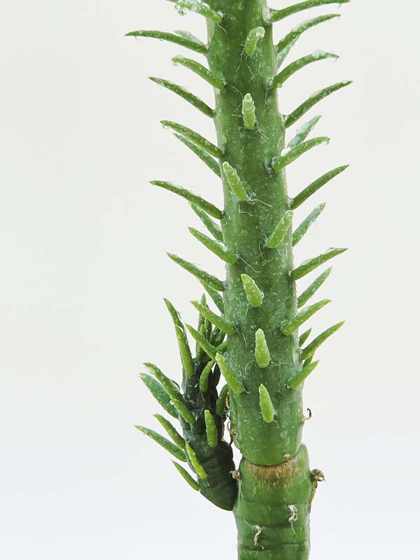 Upright Sea Anemone Cactus Plant (opuntia subulata)