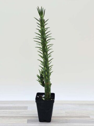 Alternative view of Upright Sea Anemone Cactus Plant (opuntia subulata)