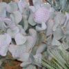 Lg. Beautiful Deep Purple Prickly Pear Short Spine Cactus Plant (opuntia violacea santa rita)