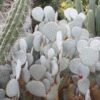 Beautiful Deep Purple Prickly Pear Short Spine Cactus Plant (opuntia violacea santa rita)