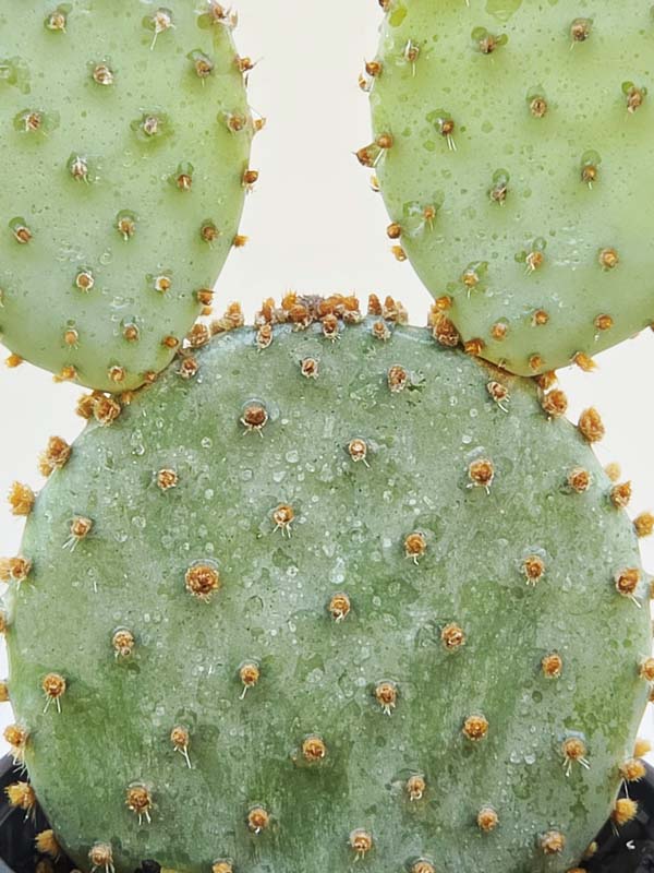 Lg. Beautiful Deep Purple Prickly Pear Short Spine Cactus Plant (opuntia violacea santa rita) - Image 2