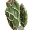 Rare Opuntia Cobra, Opuntia Zebrina Reticulata