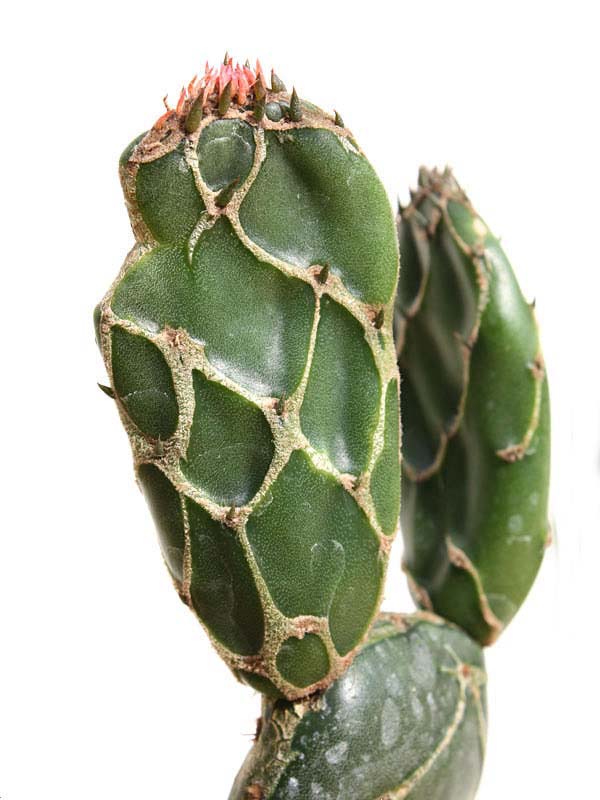 Rare Opuntia Cobra, Opuntia Zebrina Reticulata