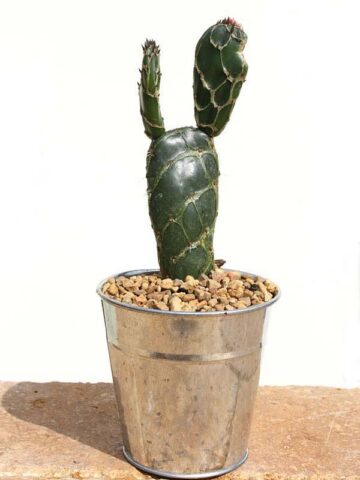 Alternative view of Rare Opuntia Cobra, Opuntia Zebrina Reticulata