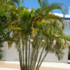 Lg. Yellow Butterfly Palm Tree (areca lutescens)
