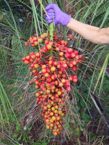 Alternative view of Lg. Hardy Feather Leaf Pindo Jelly Palm Tree (butia capitata)